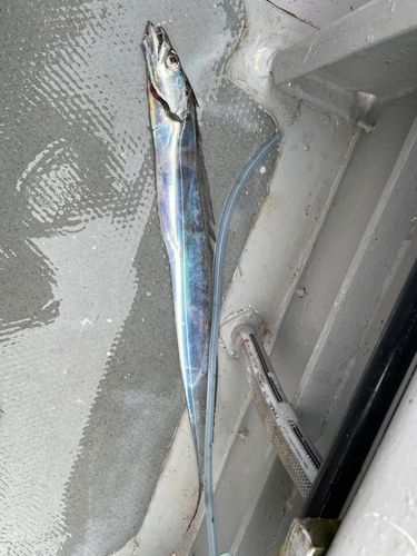 タチウオの釣果