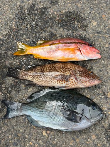 ヨコスジフエダイの釣果