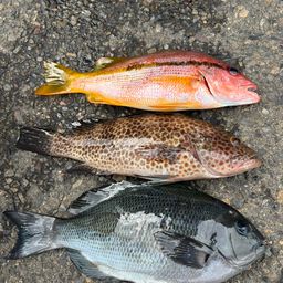 ヨコスジフエダイ