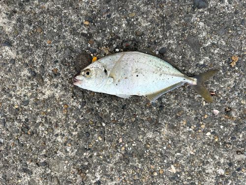 メッキの釣果