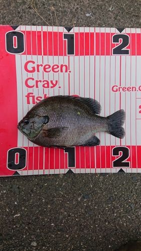 ブルーギルの釣果