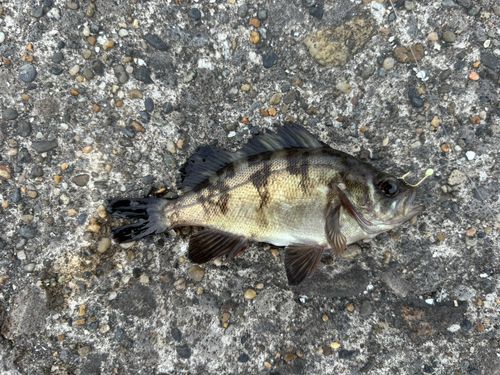 メバルの釣果
