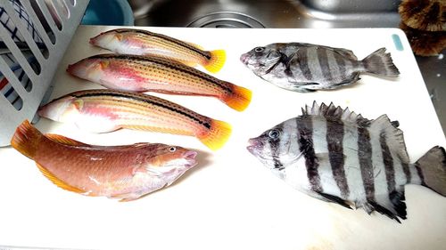 イシダイの釣果
