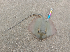 アカエイの釣果