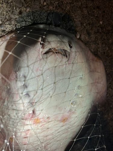 アカエイの釣果