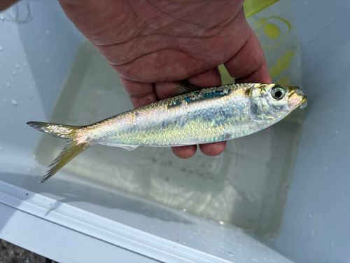 サッパの釣果