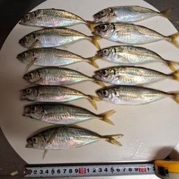 アジ