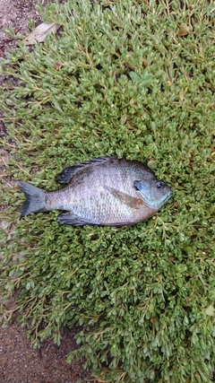 ブルーギルの釣果