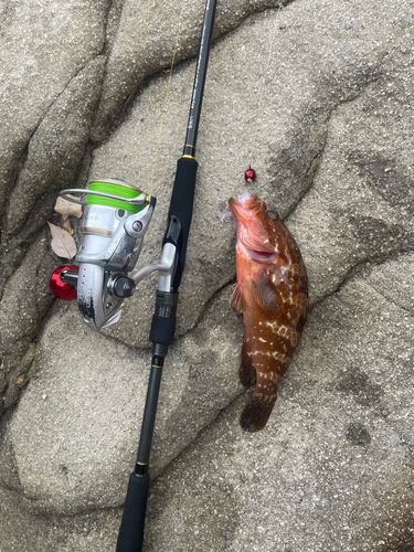 キジハタの釣果