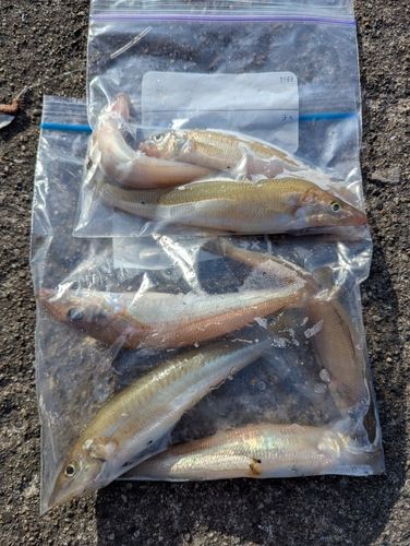 シロギスの釣果