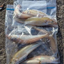 シロギス