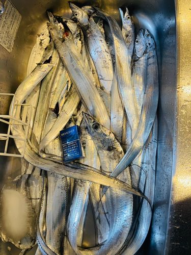 タチウオの釣果