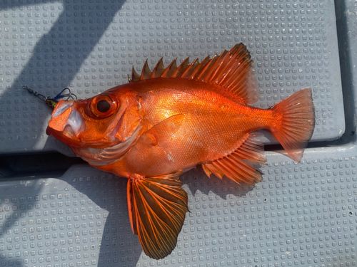 釣果