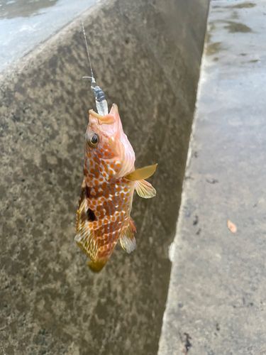 キジハタの釣果