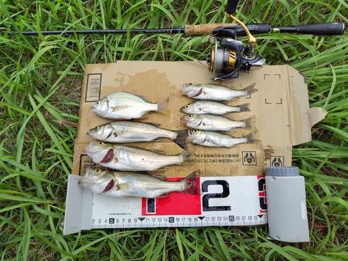 セイゴ（タイリクスズキ）の釣果