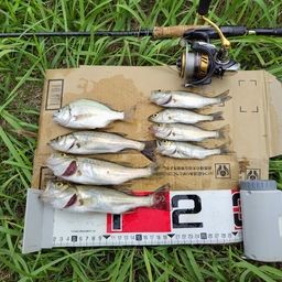 セイゴ（タイリクスズキ）