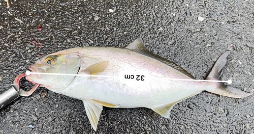 カンパチの釣果