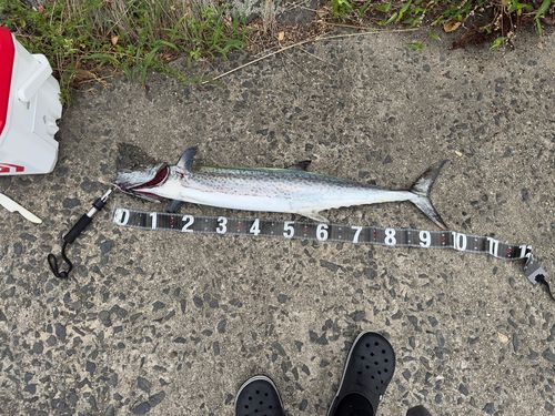 ハマチの釣果