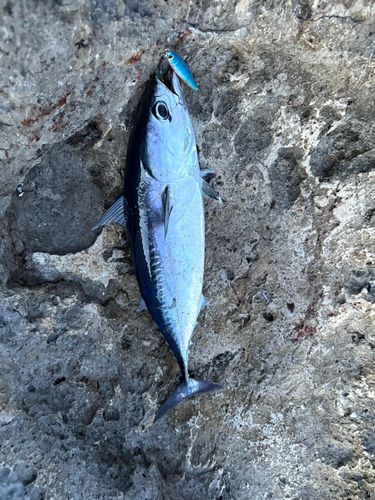 ソウダガツオの釣果