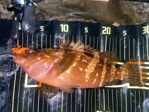 キジハタの釣果