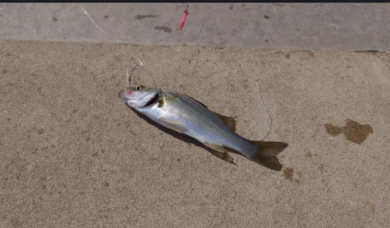 セイゴ（マルスズキ）