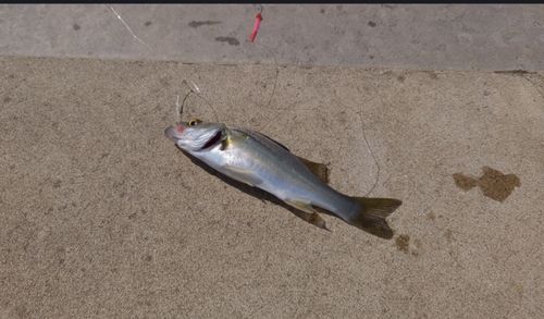 セイゴ（マルスズキ）の釣果