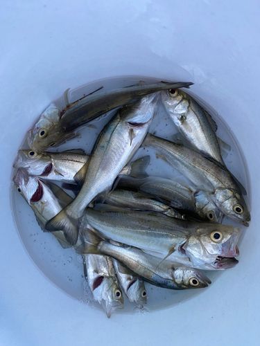 セイゴ（タイリクスズキ）の釣果