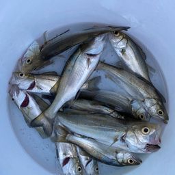 セイゴ（タイリクスズキ）