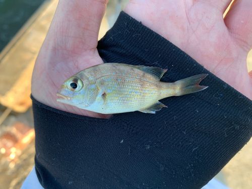 チャリコの釣果