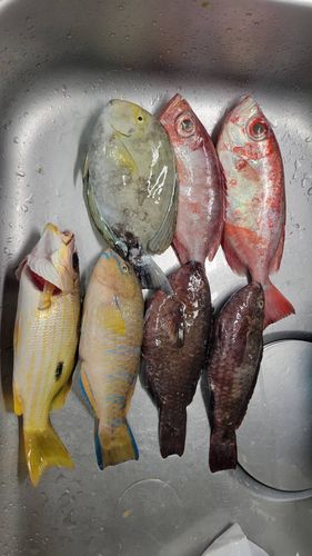 イラブチャーの釣果