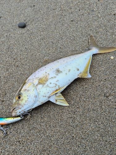 ショゴの釣果