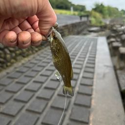 スモールマウスバス