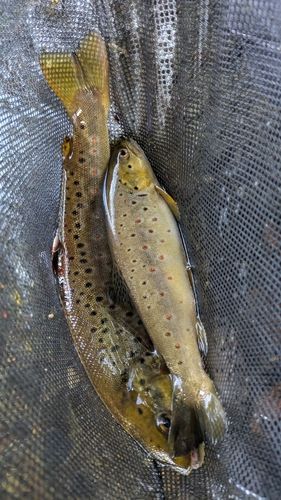 トラウトの釣果