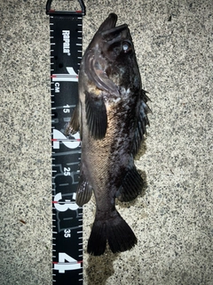 クロソイの釣果