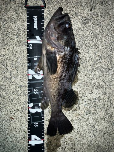 クロソイの釣果