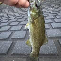 スモールマウスバス