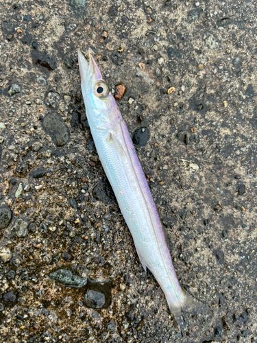 カマスの釣果