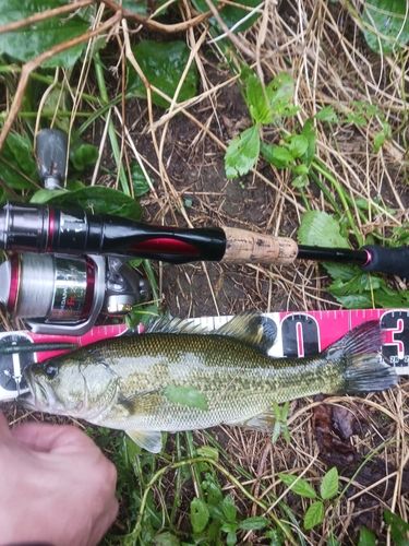 ラージマウスバスの釣果