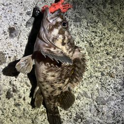 ハチガラ