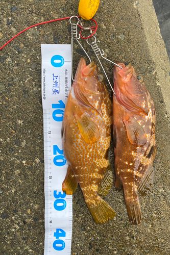 キジハタの釣果