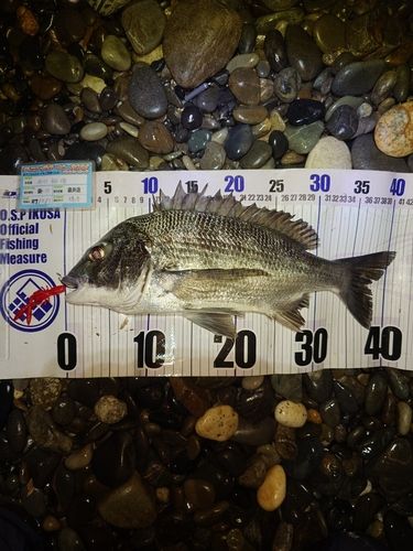 クロダイの釣果