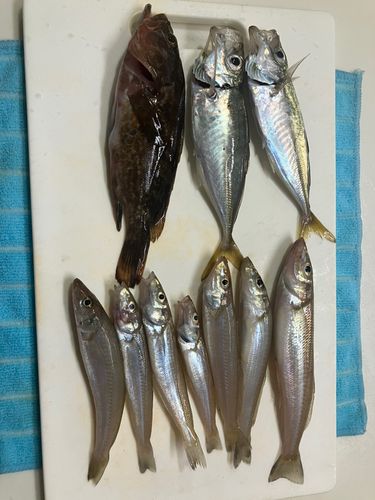 キスの釣果