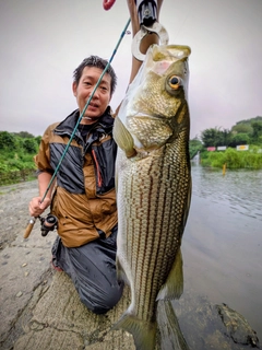 ストライパーの釣果