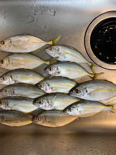 アオアジの釣果
