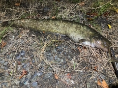ナマズの釣果