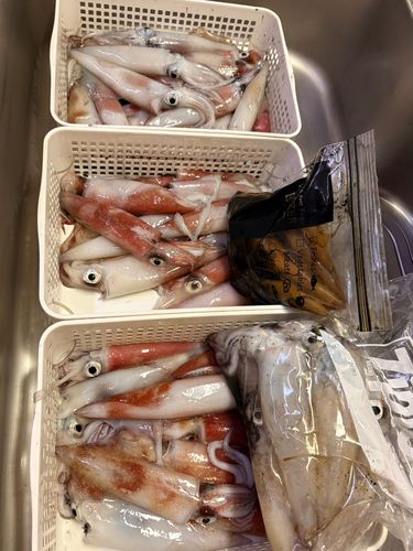 ケンサキイカの釣果