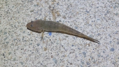 マハゼの釣果