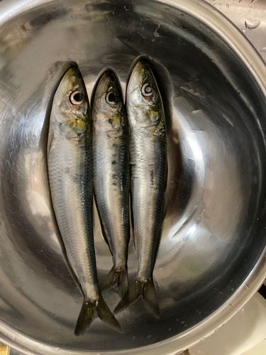 イワシの釣果