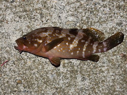 キジハタの釣果