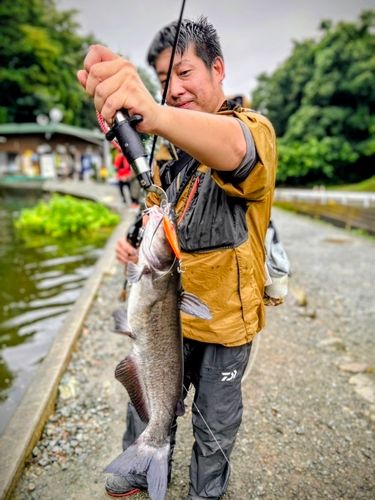アメリカナマズの釣果